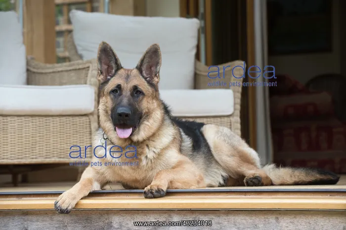 : Dog German Shepherd (sable) : Dog German Shepherd (sable)