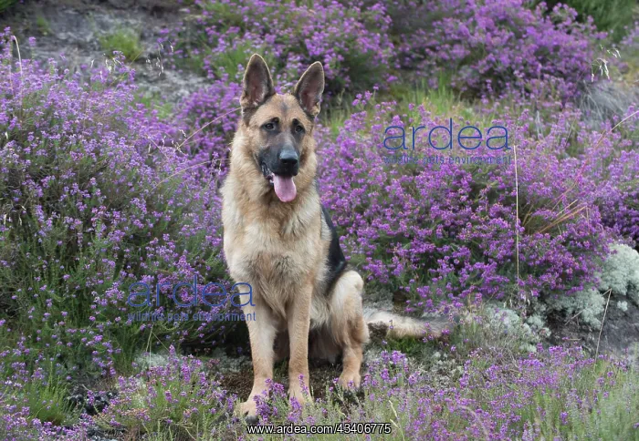 : Dog German Shepherd (sable) : Dog German Shepherd (sable)