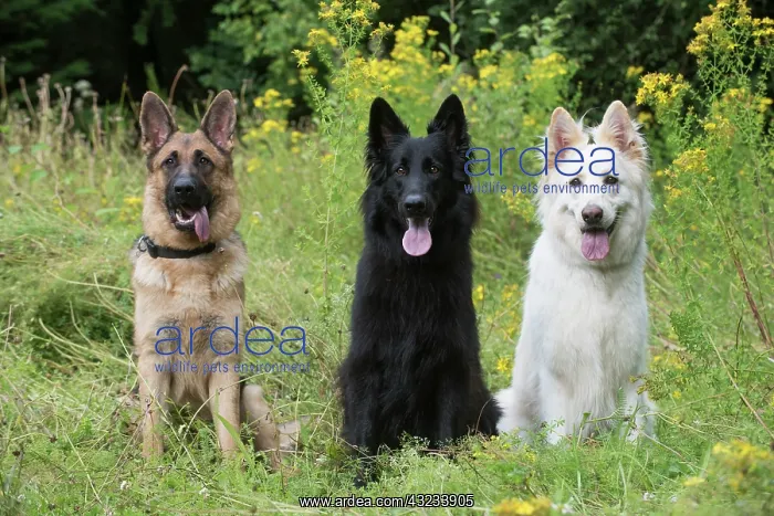 : Dog German Shepherd (sable, black & white) : Dog German Shepherd (sable, black & white)