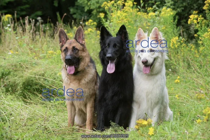 : Dog German Shepherd (sable, black & white) : Dog German Shepherd (sable, black & white)