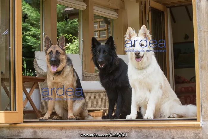 : Dog German Shepherd (sable, white & black) : Dog German Shepherd (sable, white & black)