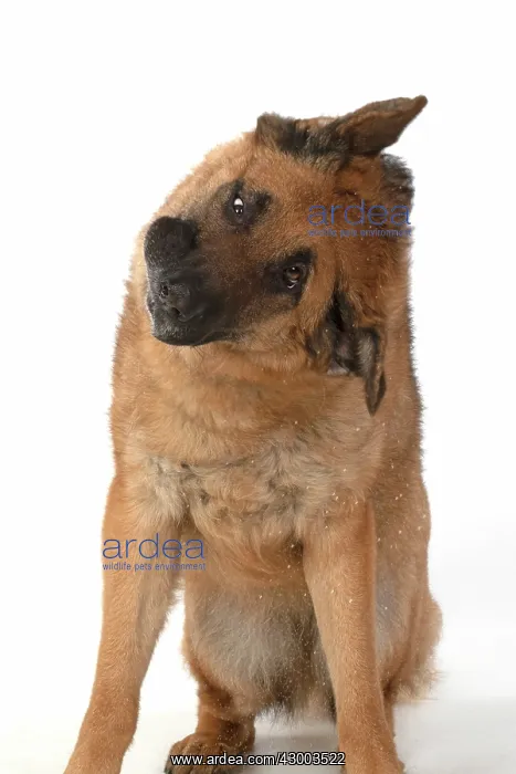: DOG. German Shepherd, shaking its head, water : DOG. German Shepherd, shaking its head, water