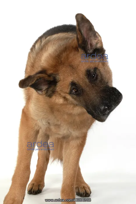 : DOG. German Shepherd, shaking its head, water : DOG. German Shepherd, shaking its head, water