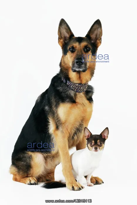 : DOG German shepherd sitting with chihuahua in between feet : DOG German shepherd sitting with chihuahua in between feet