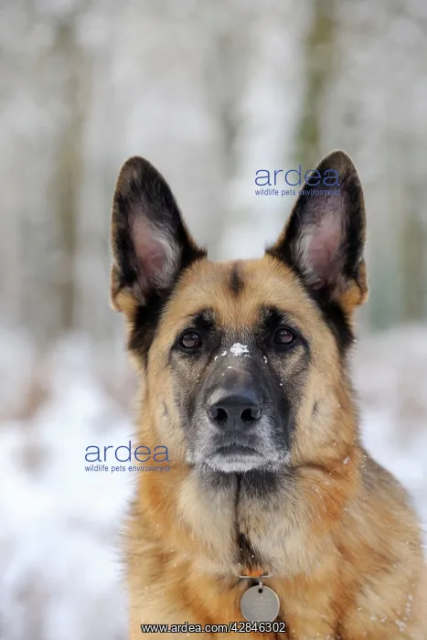  : DOG. German shepherd with snow on nose