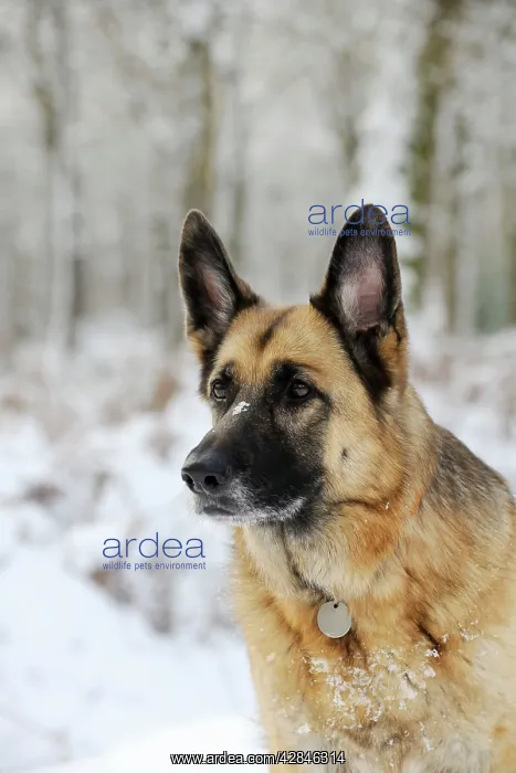  : DOG. German shepherd with snow on nose