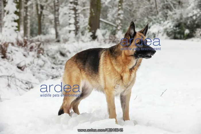  : DOG. German shepherd standing in the snow