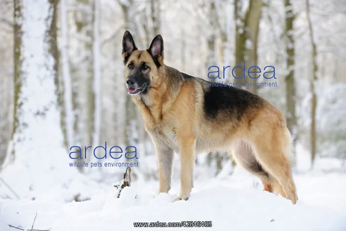  : DOG. German shepherd standing in the snow