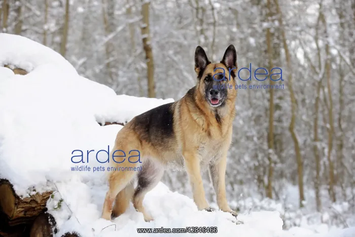  : DOG. German shepherd standing on snow covered logs