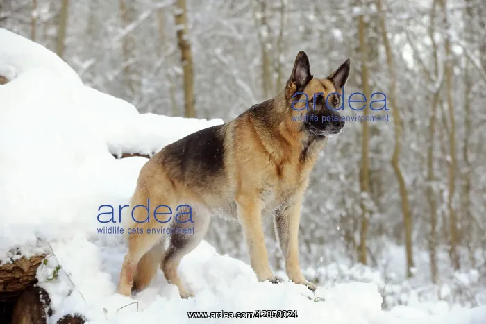 : DOG. German shepherd standing on snow covered logs