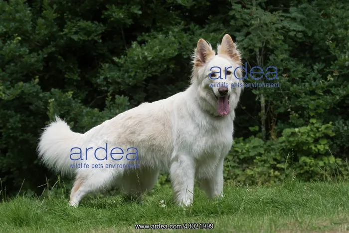 : Dog German Shepherd (white) : Dog German Shepherd (white)