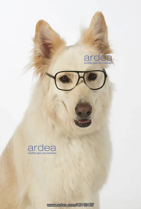 : Dog German Shepherd (white) : Dog German Shepherd (white)