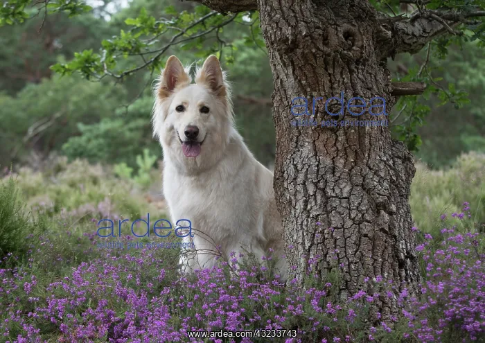 : Dog German Shepherd (white) : Dog German Shepherd (white)