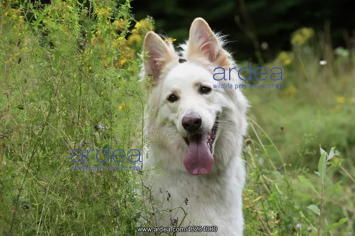 : Dog German Shepherd (white) : Dog German Shepherd (white)