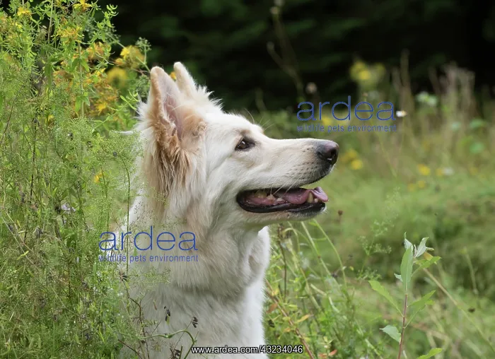 : Dog German Shepherd (white) : Dog German Shepherd (white)