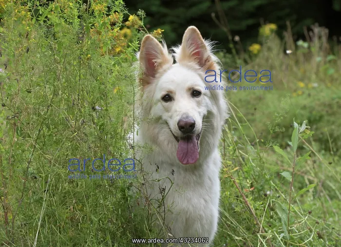 : Dog German Shepherd (white) : Dog German Shepherd (white)