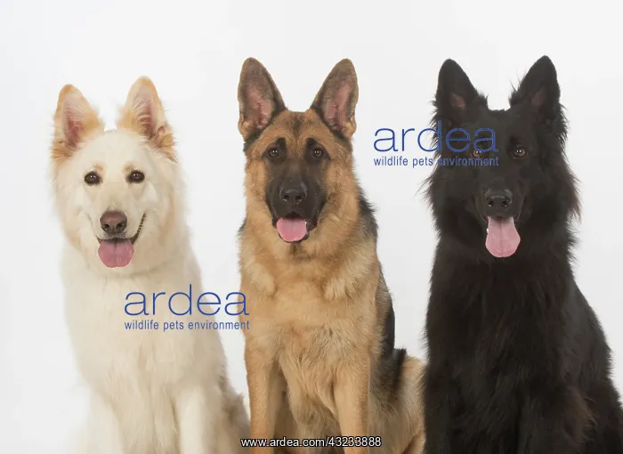 : Dog German Shepherd (white, black & sable) : Dog German Shepherd (white, black & sable)
