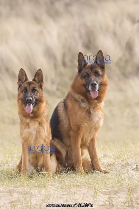  : Dog German Shepherds