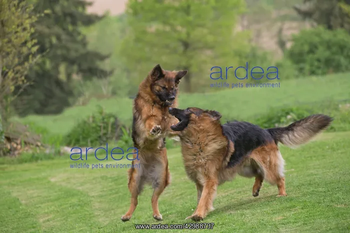 : Dog - German Shepherds / Alsatians - aggressively : Dog - German Shepherds / Alsatians - aggressively