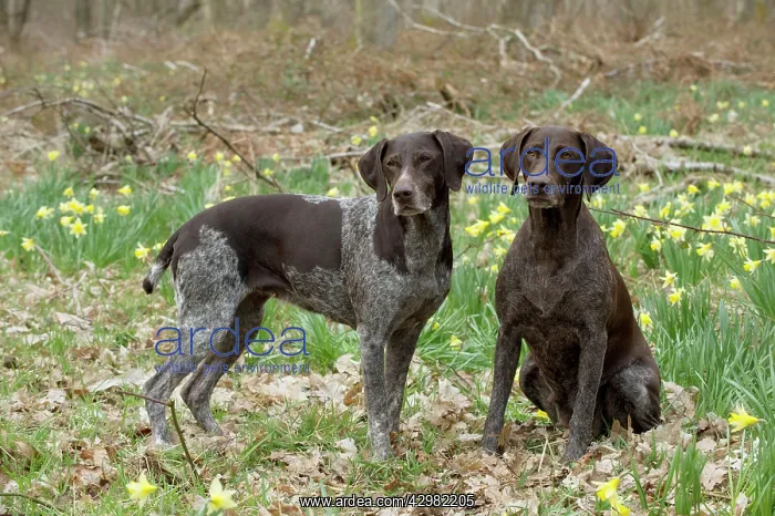 : DOG - German short-haired pointer : DOG - German short-haired pointer