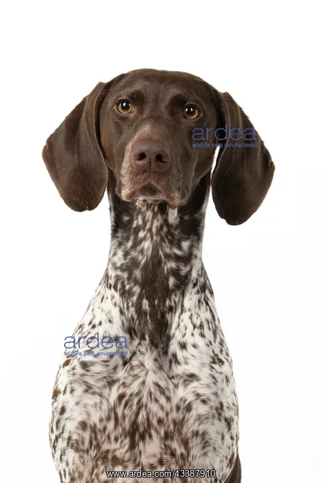 : DOG. German Short-Haired Pointer, sitting, portrait : DOG. German Short-Haired Pointer, sitting, portrait