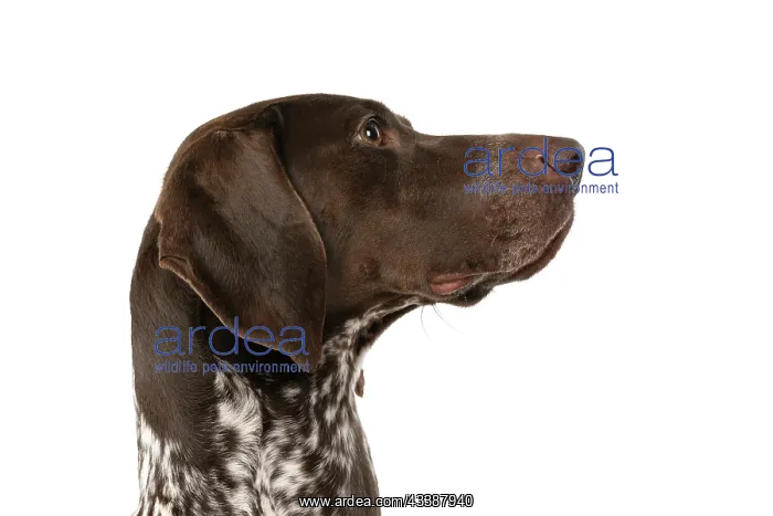 : DOG. German Short-Haired Pointer, sitting, portrait : DOG. German Short-Haired Pointer, sitting, portrait