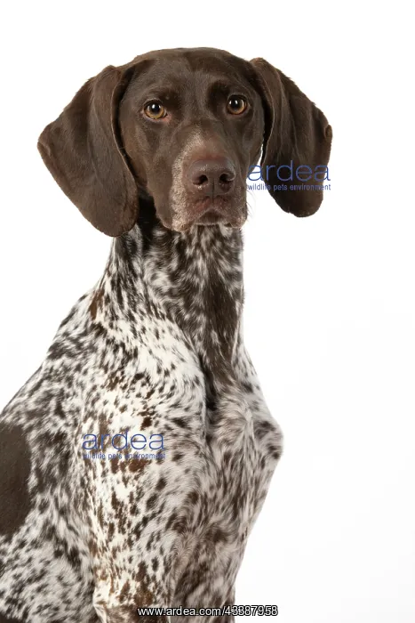 : DOG. German Short-Haired Pointer, sitting, portrait : DOG. German Short-Haired Pointer, sitting, portrait