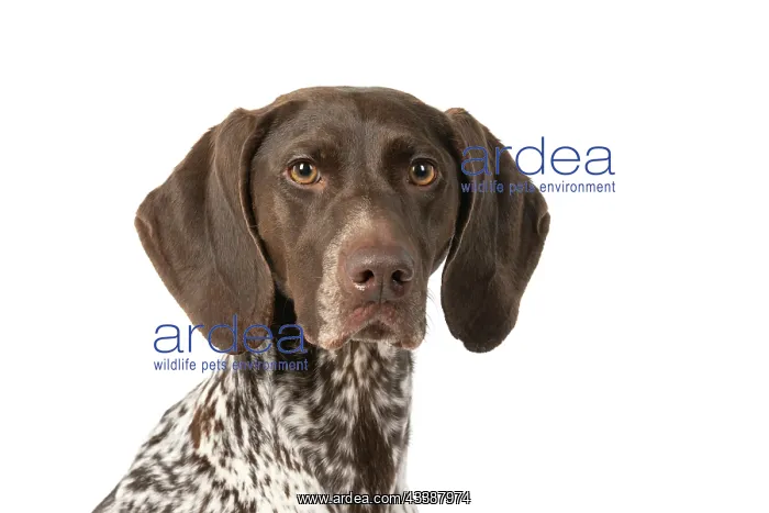 : DOG. German Short-Haired Pointer, sitting, portrait : DOG. German Short-Haired Pointer, sitting, portrait