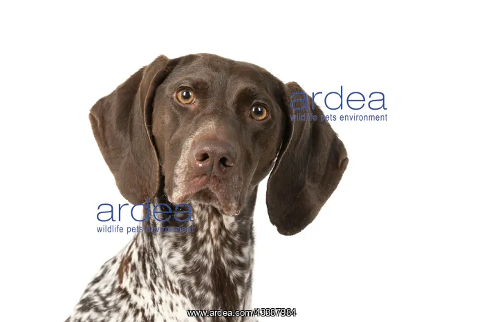 : DOG. German Short-Haired Pointer, sitting, portrait : DOG. German Short-Haired Pointer, sitting, portrait