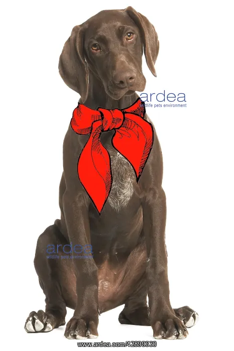 : Dog - German short-haired pointer / Braque allemand : Dog - German short-haired pointer / Braque allemand