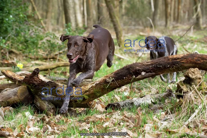 : DOG - German short-haired pointer jumping over : DOG - German short-haired pointer jumping over