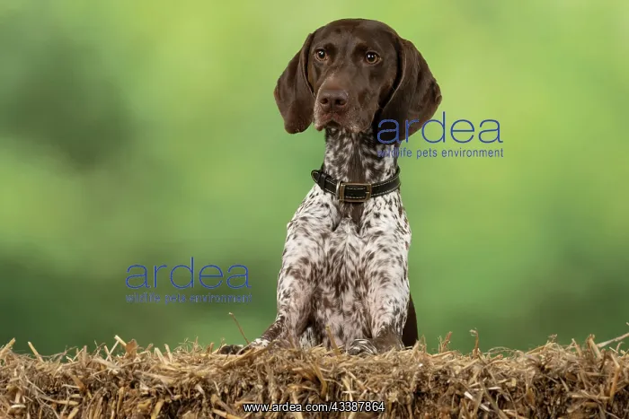 : DOG. German Short-Haired Pointer, with paws on : DOG. German Short-Haired Pointer, with paws on