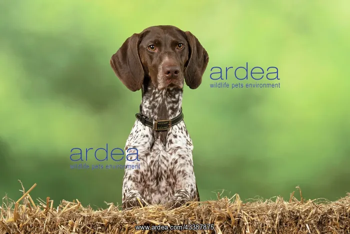  : DOG. German Short-Haired Pointer, with paws on