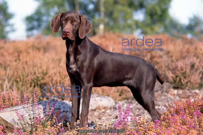 : Dog - German Short-haired Pointer Puppy - standing : Dog - German Short-haired Pointer Puppy - standing