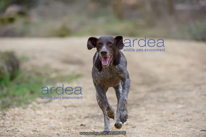 : DOG - German short-haired pointer running : DOG - German short-haired pointer running