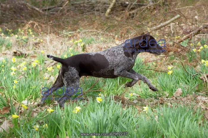 : DOG - German short-haired pointer running through daffodils : DOG - German short-haired pointer running through daffodils