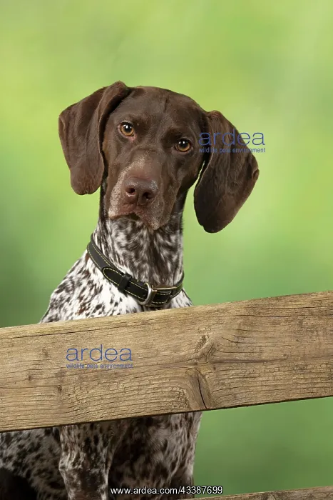  : DOG. German Short-Haired Pointer, sitting looking