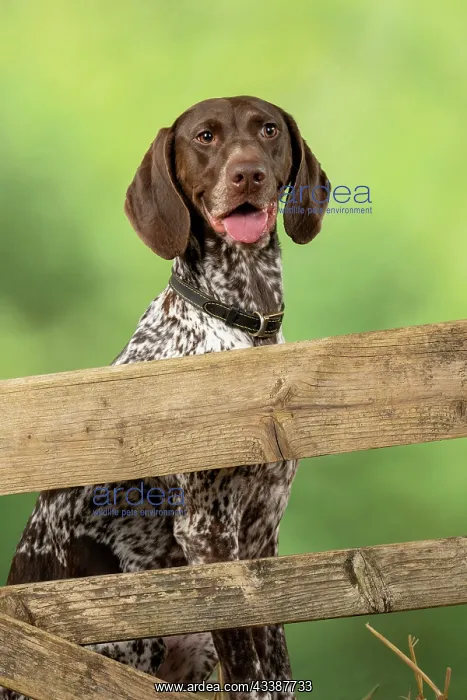 : DOG. German Short-Haired Pointer, sitting looking : DOG. German Short-Haired Pointer, sitting looking