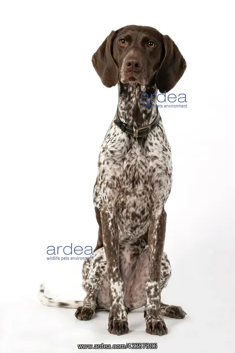 : DOG. German Short-Haired Pointer, sitting, studio : DOG. German Short-Haired Pointer, sitting, studio