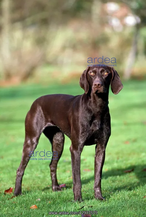 : Dog - German Short-haired Pointer - standing : Dog - German Short-haired Pointer - standing
