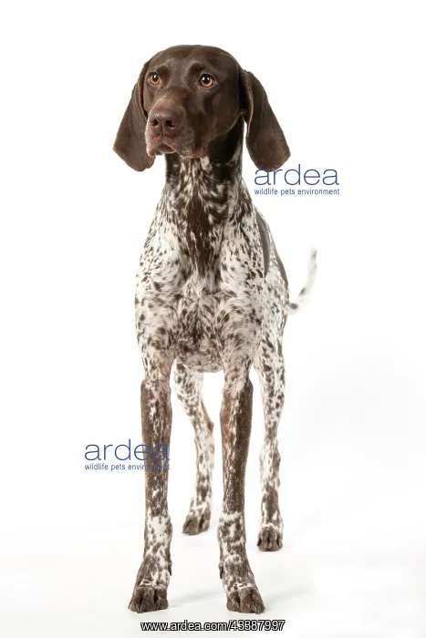 : DOG. German Short-Haired Pointer, standing, facing : DOG. German Short-Haired Pointer, standing, facing
