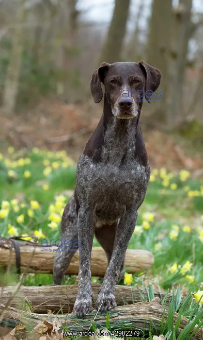 : DOG - German short-haired pointer standing on fallen : DOG - German short-haired pointer standing on fallen