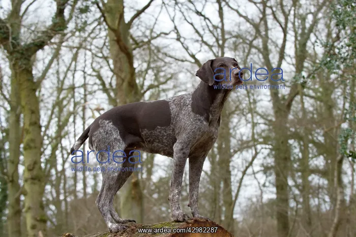  : DOG - German short-haired pointer standing on fallen