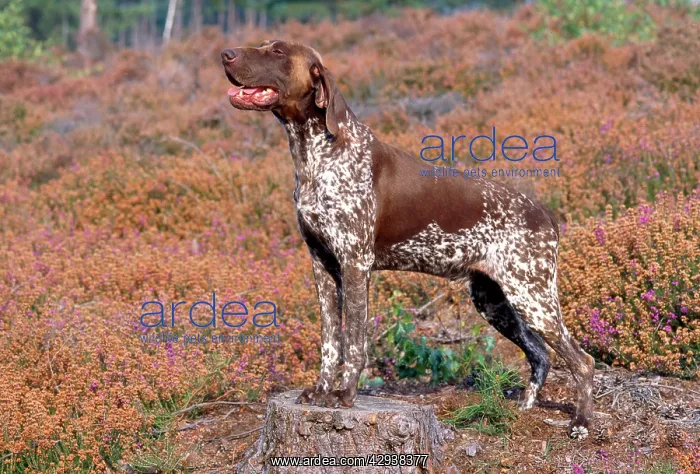 : Dog - German Short-haired Pointer - standing in heather : Dog - German Short-haired Pointer - standing in heather