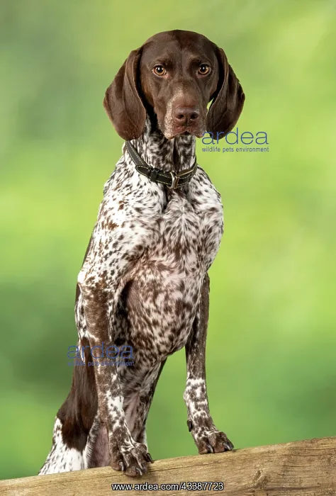: DOG. German Short-Haired Pointer, standing, paws : DOG. German Short-Haired Pointer, standing, paws