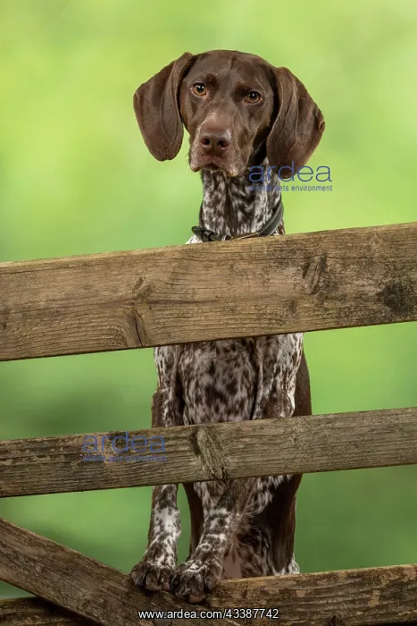 : DOG. German Short-Haired Pointer, standing, paws : DOG. German Short-Haired Pointer, standing, paws