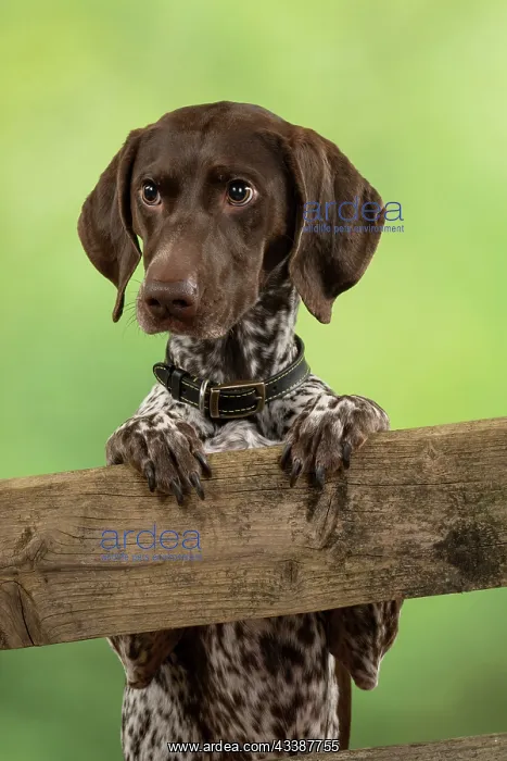 : DOG. German Short-Haired Pointer, standing, paws : DOG. German Short-Haired Pointer, standing, paws