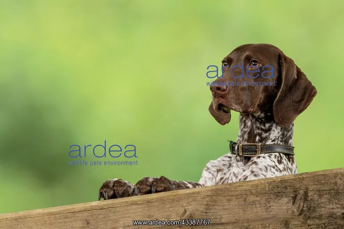 : DOG. German Short-Haired Pointer, standing, paws : DOG. German Short-Haired Pointer, standing, paws
