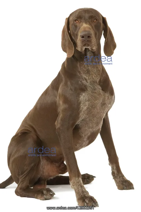  : Dog - German short-haired pointer in studio