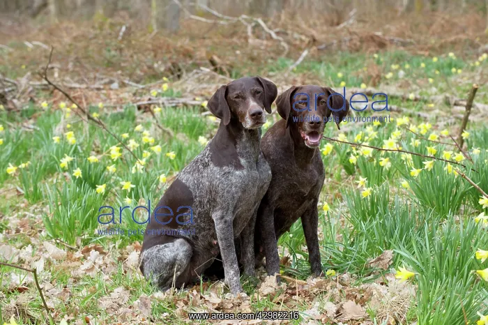 : DOG - German short-haired pointers : DOG - German short-haired pointers